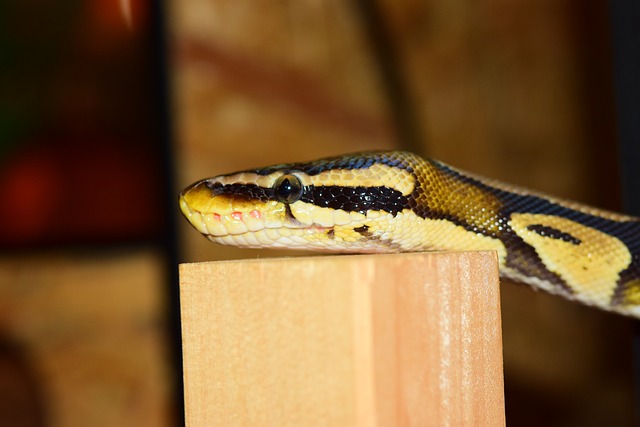 PHP ile Dinamik Web Sayfaları Oluşturma